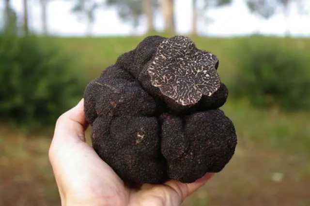 Care Guide for Truffles - Lush Wine and Spirits